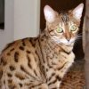 Bengal cat - Mistle