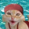 Cat in swimming pool