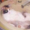 Cat in a sink