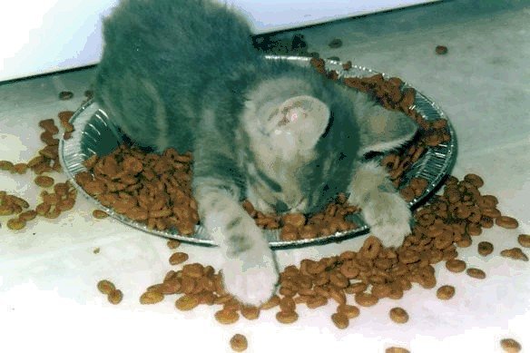 Catfood overdose