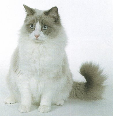 Ragdoll Cat