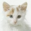 Turkish Van cat