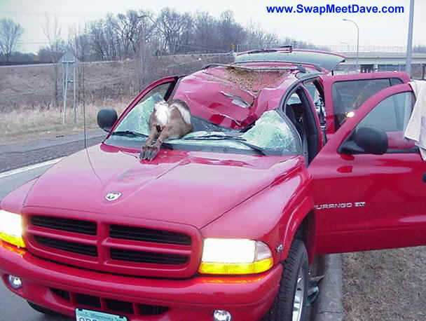 Deer hitchhiking a ride.